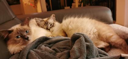 Heilige Birma Kitten - reinrassig, suchen ein liebevolles Zuhause