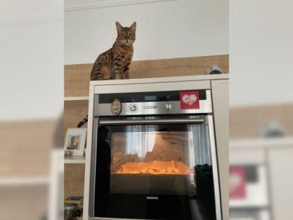 Bengal Kater 10 Monate alt in gute Hände abzugeben