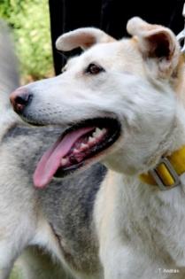 HAMVASKA - freundliches junges Husky-Mischlingsmädchen