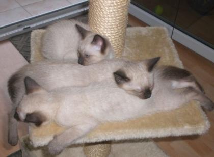 Katzenbabys Siam-Thai zu verkaufen