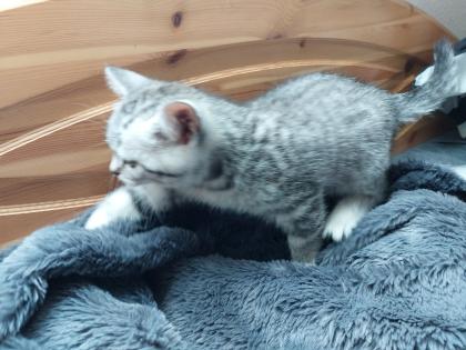 Reinrassige BKH Kitten zu verkaufen