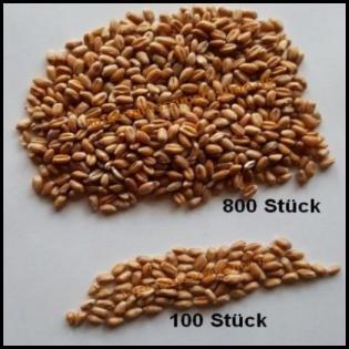 BIO Katzengras Samen Triticum aestivum 50g