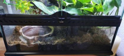 2 Rotaugenlaubfrösche - Agalychnis callidryas mit Terrarium von Exo Terra