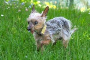 YORKI GIZMO - männlich 15 Jahre 20 cm 1 kg Mini Yorkshire-Terrier Gechipt Nicht kastriert