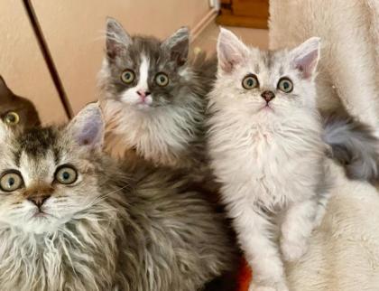 Selkirk Rex Kitten