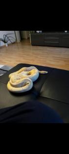 Python lavender Albino mit Terrarium