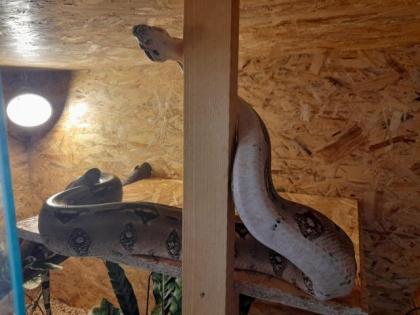 Verkaufe Boa Imperator Männchen Terrarium