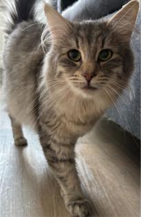 Norwegische Waldkatze