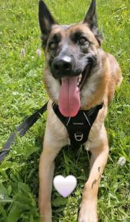 Belgischer Schäferhund Malinois Hündin