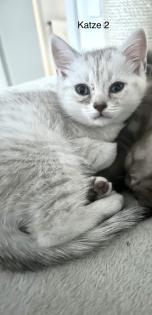 BKH Kitten suchen ab 17. 05 ein neues Zuhause