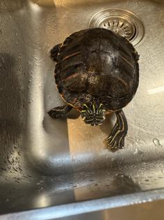 Wasserschildkröte Pseudemys Nelsoni