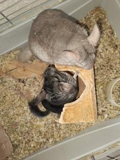 Chinchillas zu verkaufen