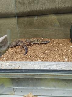 Leopardgeckos plus Terrarium