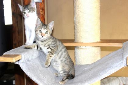 Katzenbaby, Katzenkinder, Kitten, Kätzchen ABGABE