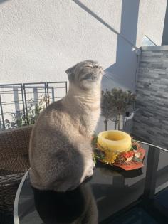 Suche neues Zuhause für BKH Mix Kater