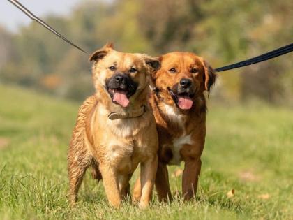 Fibi und Frolic hängen sehr aneinander