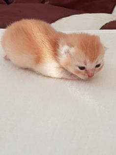 BKH Kitten