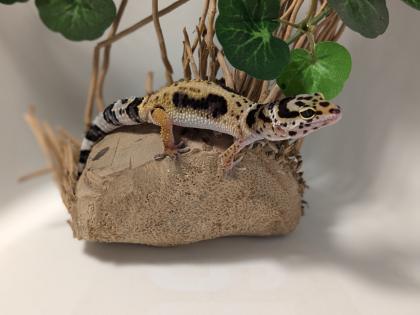 Leopardgecko aus Rostock 24. 11. 2024