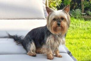 Nolly - Yorkshire-Terrier - weiblich 6 Jahre 20 cm 2 kg Gechipt Kastriert
