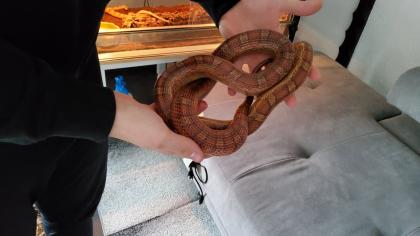 Kornattern 2 Stück eine Albino und eine Naturell