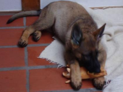 Deutsche Schäferhundwelpen aus Leistungszucht