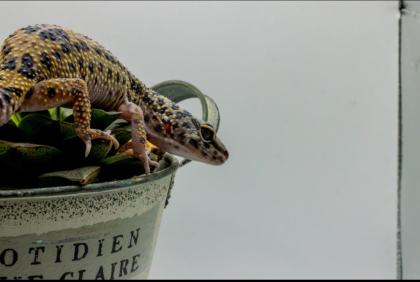 Leopardgecko 1. 13. 16
