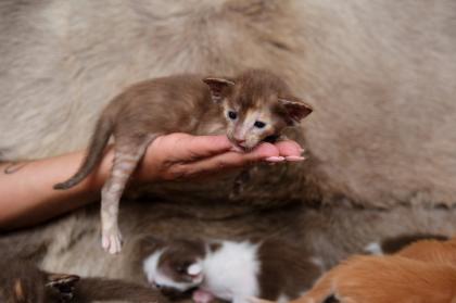 Ein bunter Haufen Orientalischer Kurzhaar Kitten von der zauberhaften Olivia chocolate Tricolour
