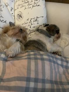 Reinrassige Shi-Tzu Welpen