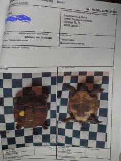Landschildkröten von 2022