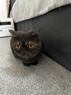 Hauskatze sehr süß