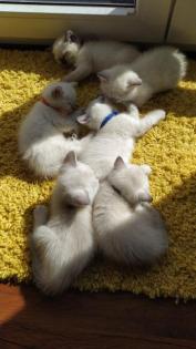 BKH Kitten in weiß
