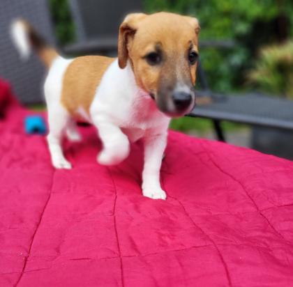 3 reinrassige Jack Russell Rüden