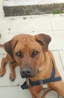 Wurfplanung rhodesian ridgeback
