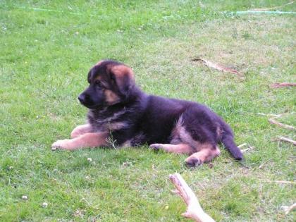 Deutsche Schäferhundwelpen auch Langhaar