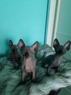 Canadian Sphynx Kitten