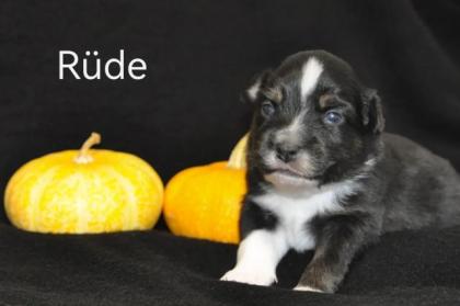 Miniature Australian shepherd Welpen/ Mini Aussi