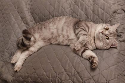 BKH Kitten Britisch Kurzhaar