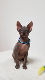 Sphynx-Kitten, Don-Sphynx noch zu haben 13 Wochen alt