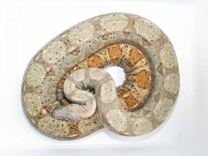 BOA-FARBFORMEN HOG ISLAND, SALMON, TYPE II ANERY, DH BLIZZARD, usw.