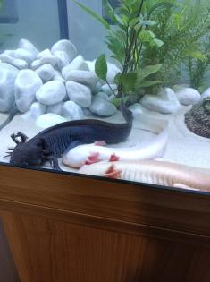 Axolotl Jungtiere, eigene Zucht, MV