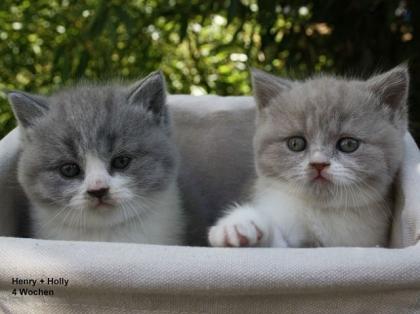 Süße BKH-Babies in lilac-weiß, blau-weiß und blau mit Papieren
