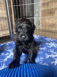 Schwarzer Terrier welpen zu Verkaufen