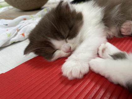 Süße BKH BLH Kitten mit Stammbaum
