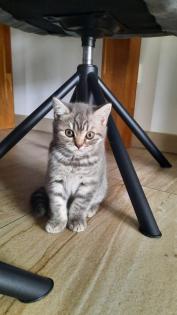 Bkh Kitten 1- weibchen ist frei