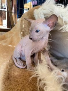 Peterbald Kitten suchen ein schönes Zuhause