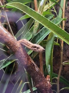 Boa Constrictor Imperator Motley
