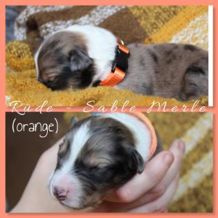 Australian Shepherd x American Collie Welpen