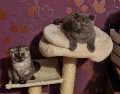 Kitten 3 junge