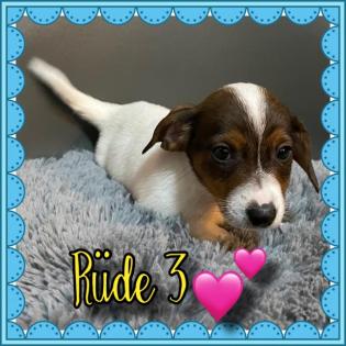 Kurzbeinige Jack Russell Welpen
