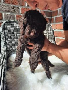 Goldendoodle Mini / Medium Welpen